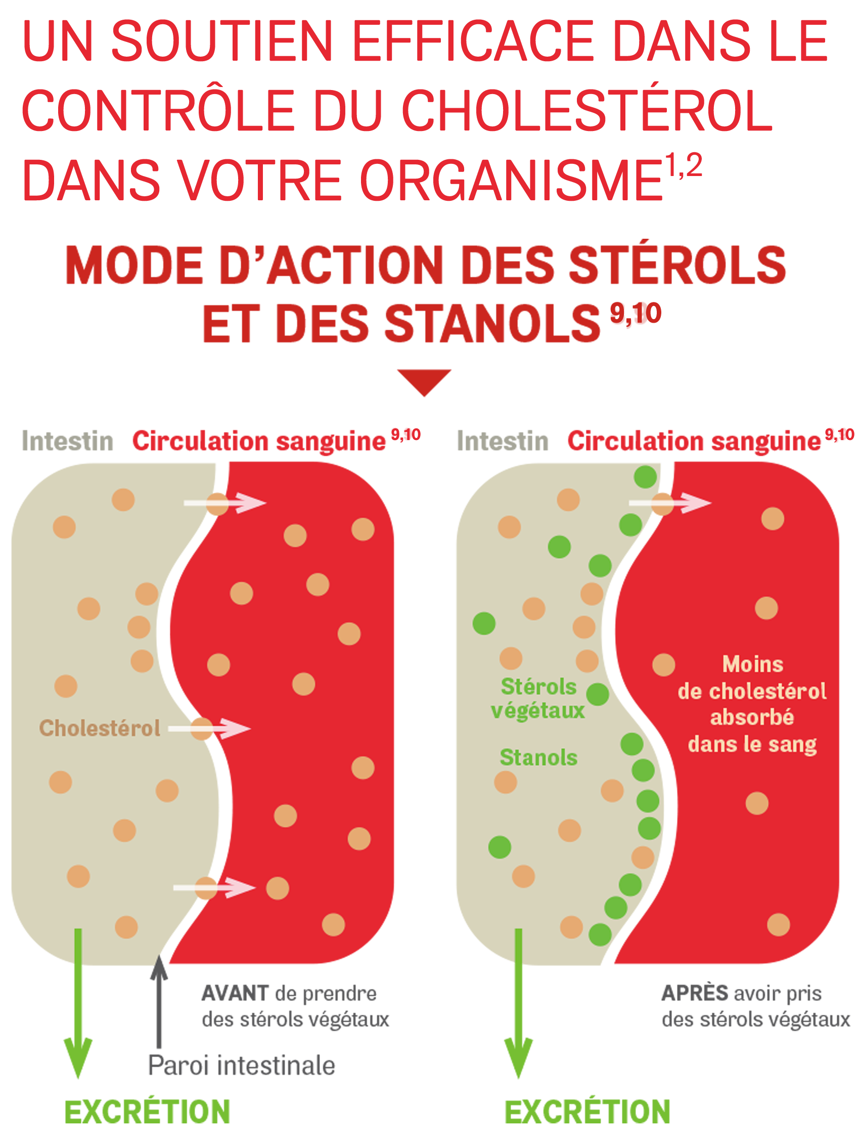 plant-sterols-shema-fr-update-2